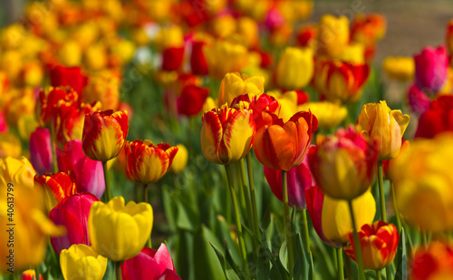 tulip