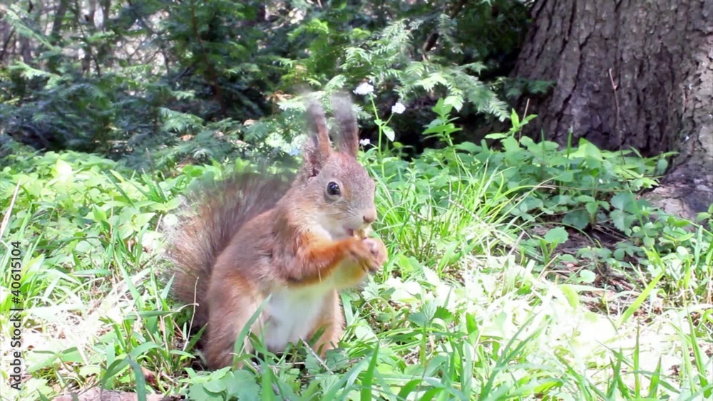 squirrel squirrel