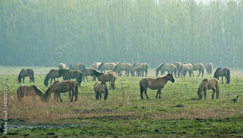 Wild horses in spring