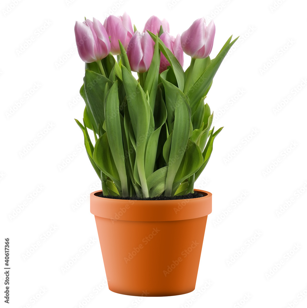 Pink Tulips Pink Tulips