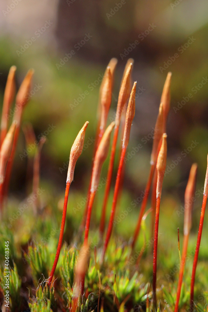 Sporophytes of Polytrichum juniperinum moss Sporophytes of Polytrichum juniperinum moss