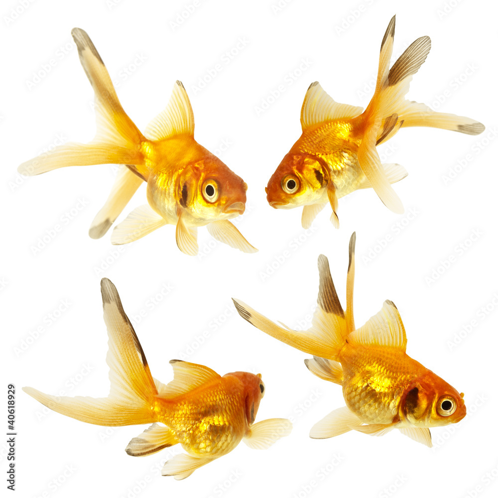Fototapeta premium Gold fish. Isolation on the white