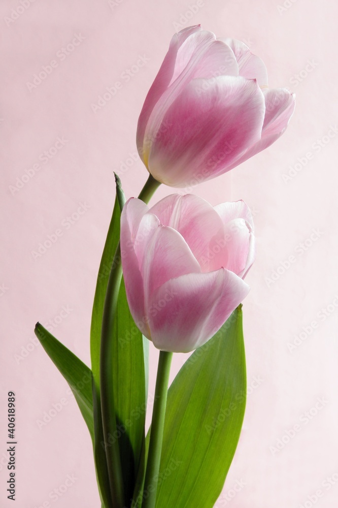 pink tulips pink tulips