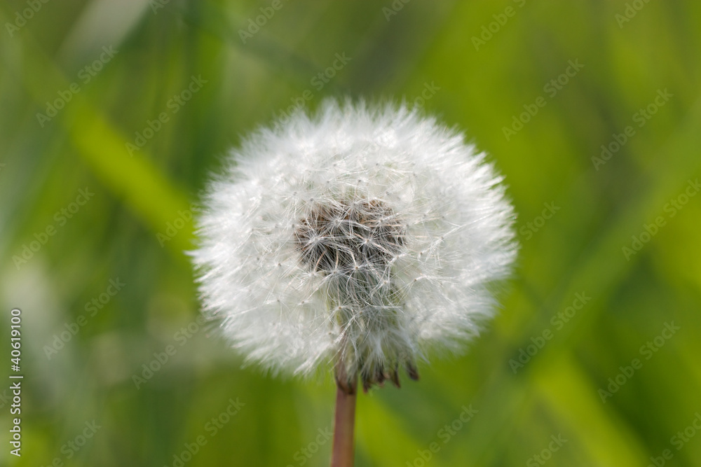 Fototapeta premium dente di leone