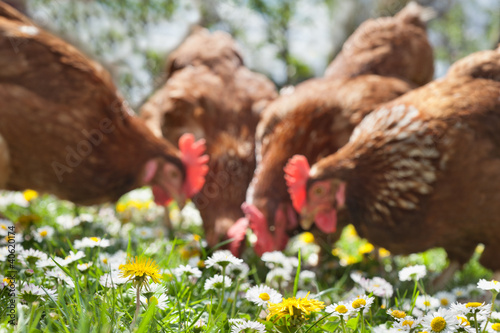 poultry in field