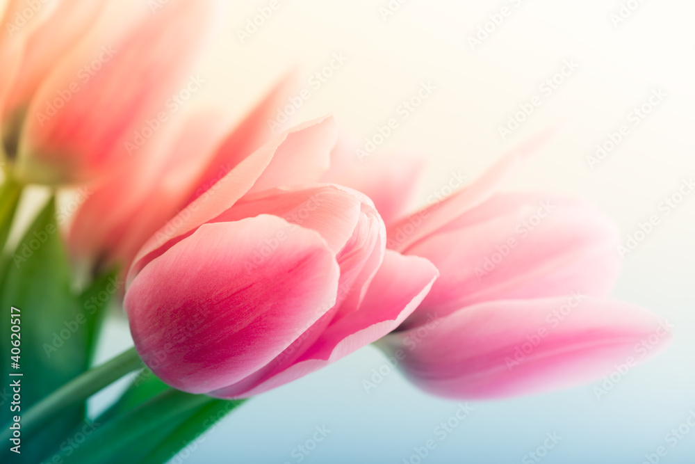 Fototapeta premium Wiosenne Tulipany