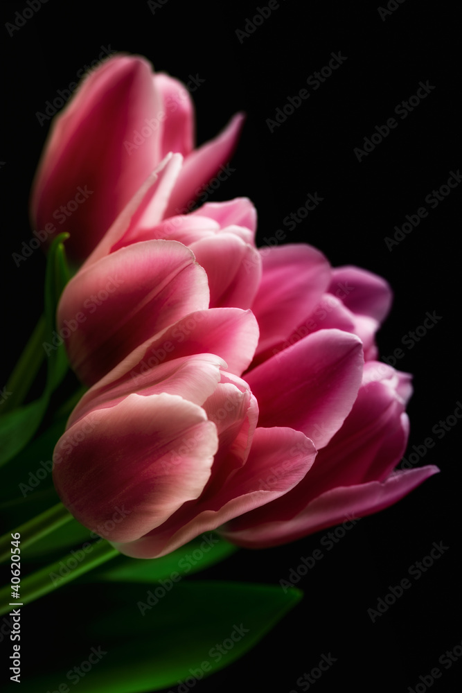 Pink Tulips against Black Background Pink Tulips against Black Background