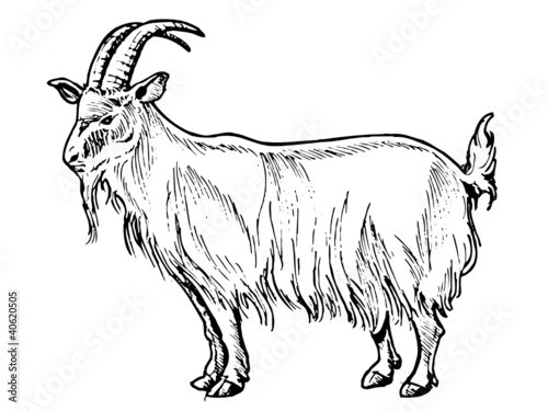 bouc