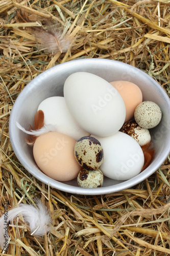 The eggs in the chicken coop