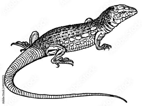 lézard