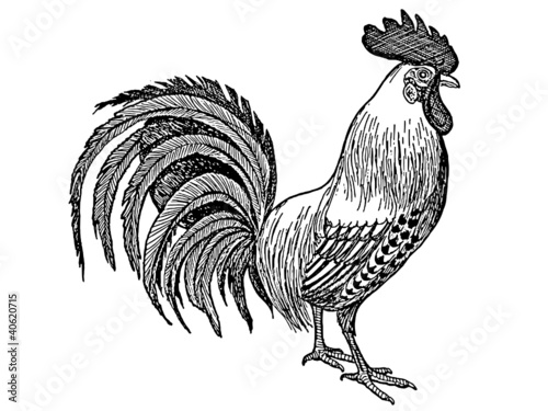coq