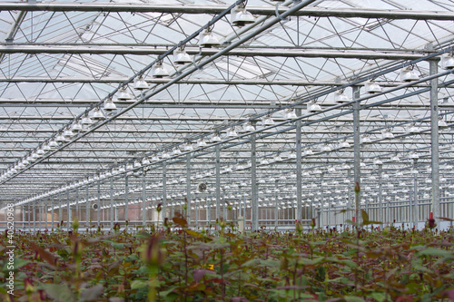 Flower cultivation with roses in a greenhouse