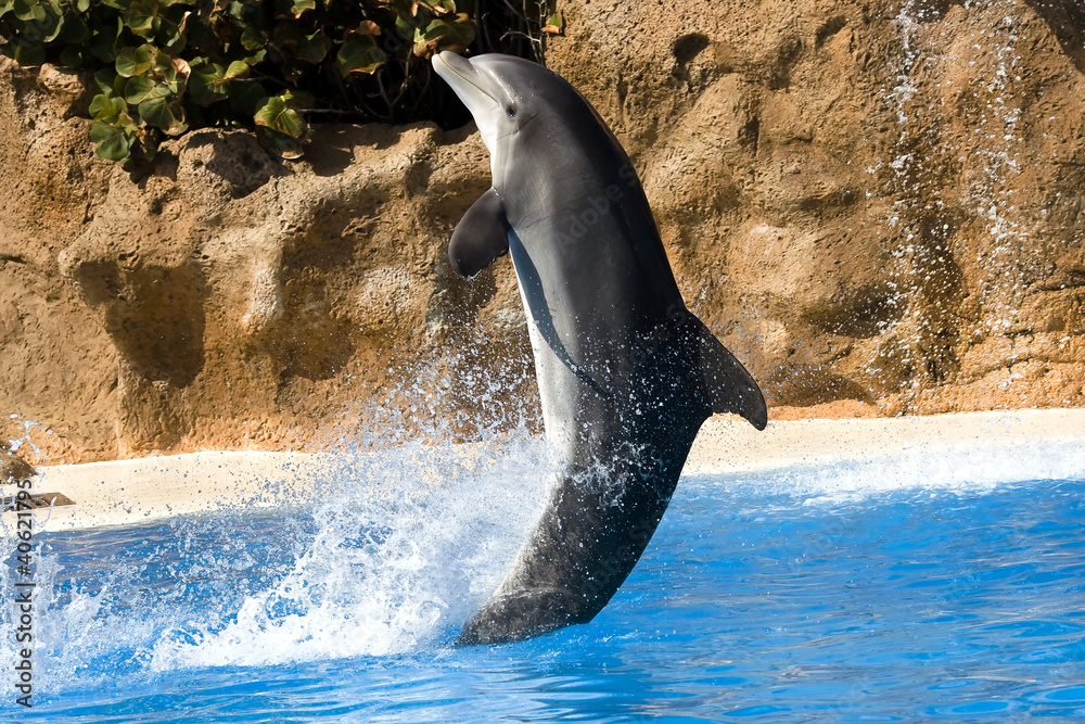 Obraz premium Dolphin dancing in water in Loro Park, Tenerife, Canary