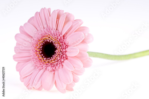 Pink gerbera close up