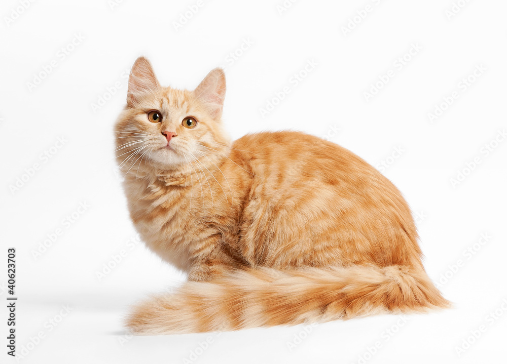 small siberian kitten on white background small siberian kitten on white background