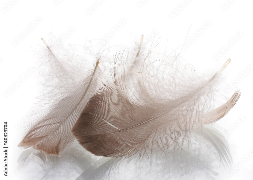 Many fluffy feather isolated on white Many fluffy feather isolated on white