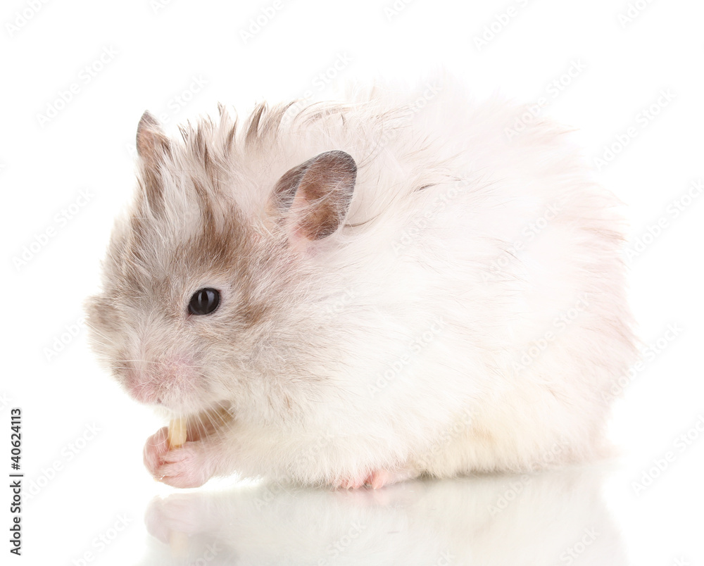 Cute hamster eating cheese isolated white Cute hamster eating cheese isolated white