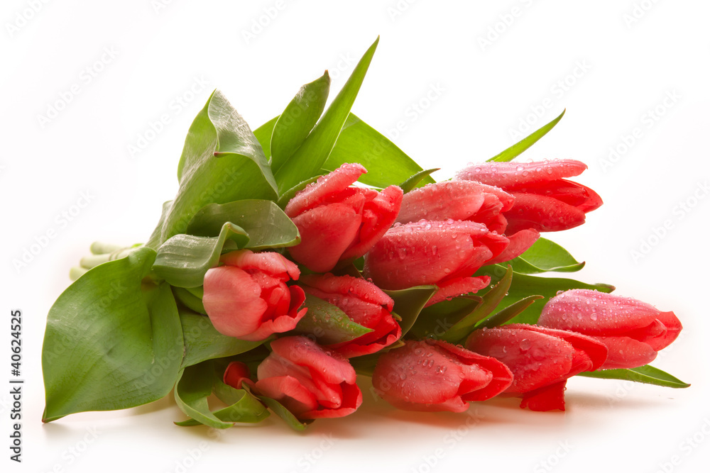 Tulpen,Hintergrund Tulpen,Hintergrund