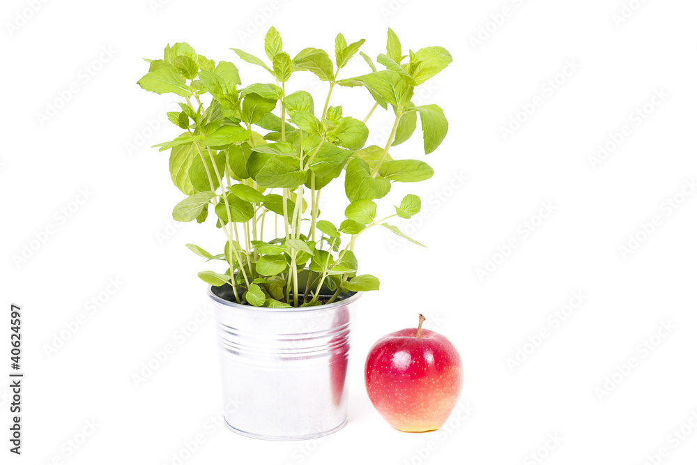 The mint and the apple - obrazy, fototapety, plakaty 
