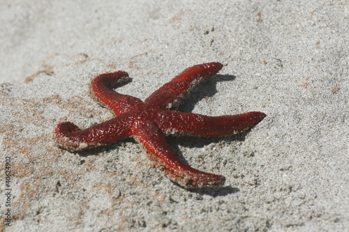 stella marina