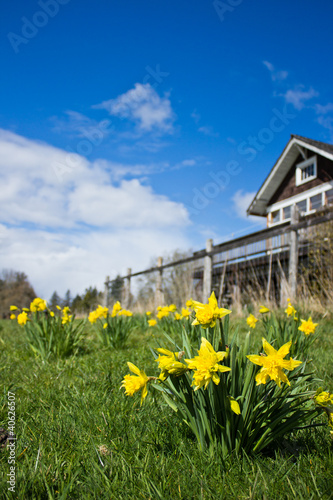 Yellow Daffodils in spring time photo