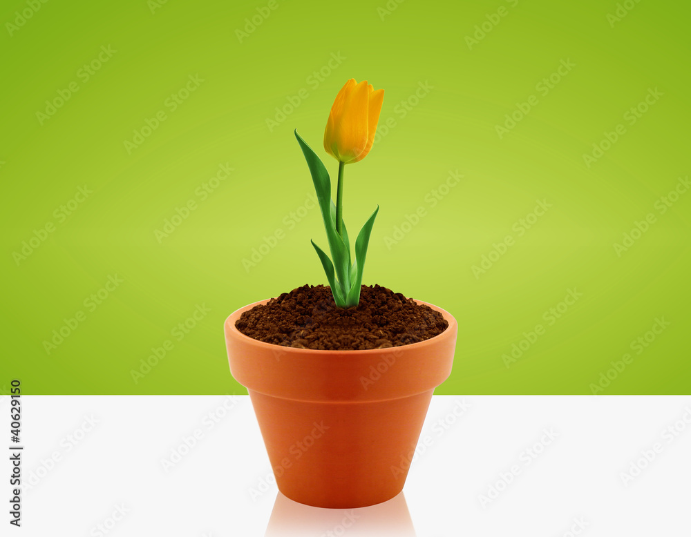 Yellow Tulip