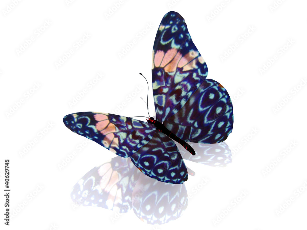 Butterfly. Isolated on white background. Butterfly. Isolated on white background.