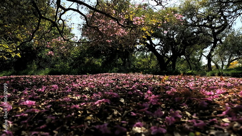 Wallpaper Mural Trees pink flowers Torontodigital.ca