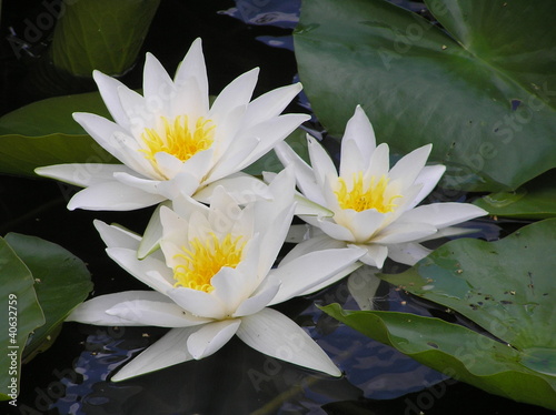 Three white waterlilies