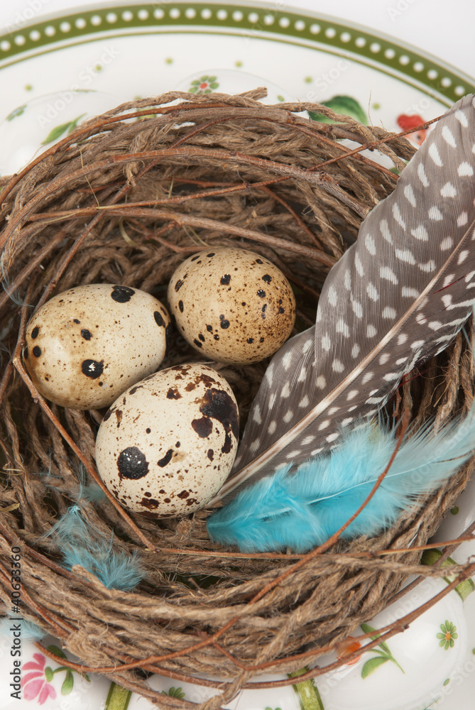 Obraz premium quail eggs