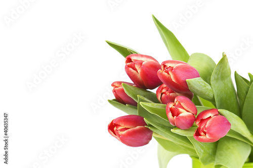 bunch of red tulips