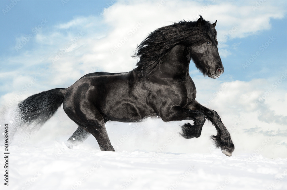 Black horse runs gallop on the snow