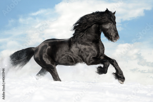 Czarny koń biegnie galopem po śniegu