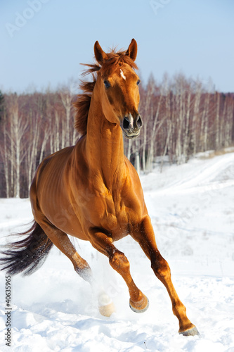Obraz na płótnie koń ogier portret piękny