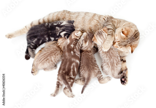 Fototapeta Naklejka Na Ścianę i Meble -  five kittens brood feeding by mother cat isolated