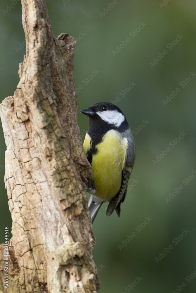 GreatTit on log GreatTit on log