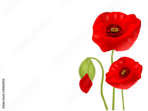 mohnblume
