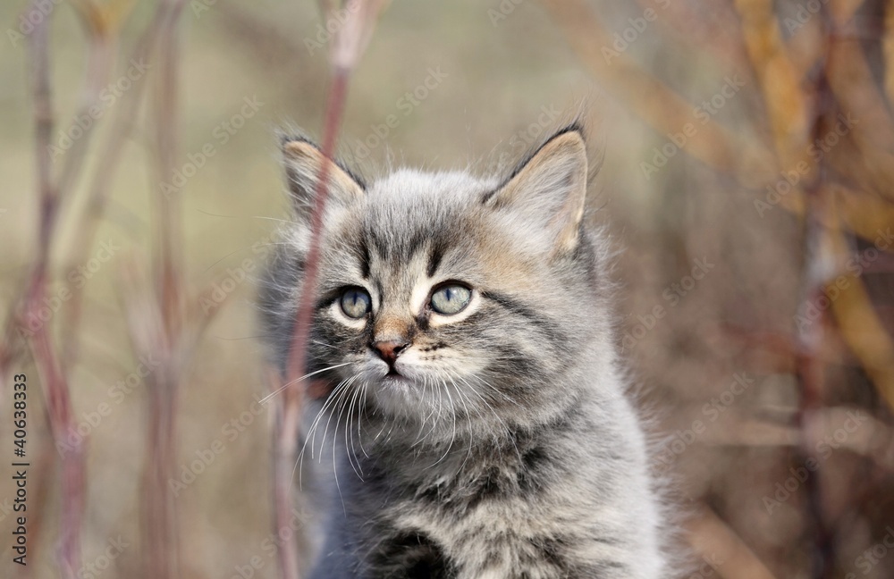 Obraz premium chaton en nature