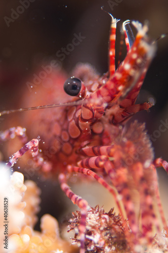 Closeup Coral shrimp