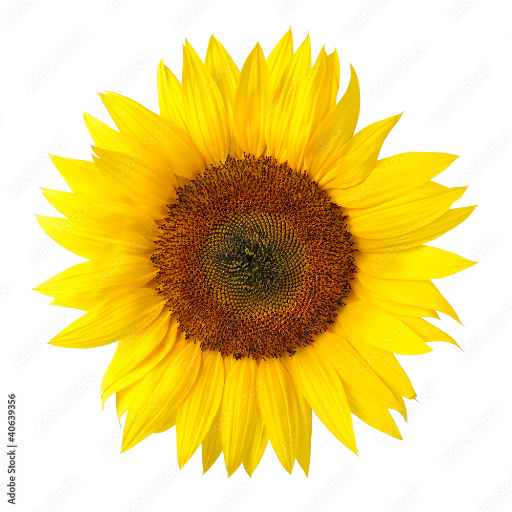 Obraz premium Idealny słonecznik na białym tle