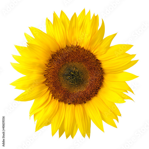 Die perfekte Sonnenblume auf weiß