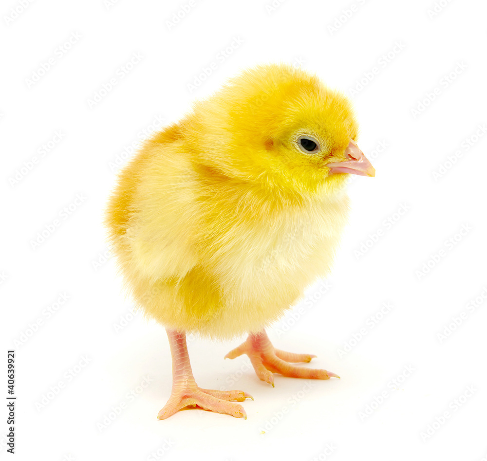 Fototapeta premium little chicken