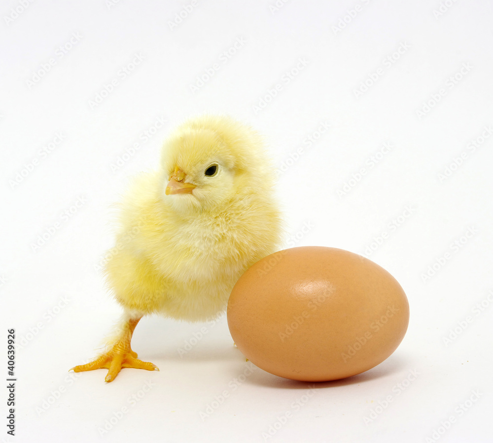 chicken chicken