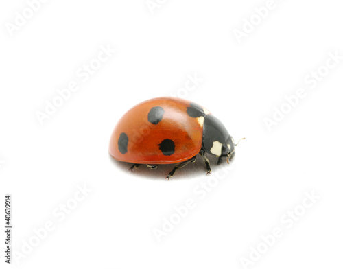 red ladybug