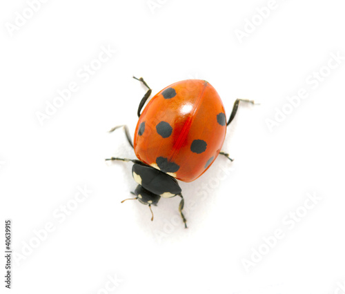 red ladybug © Alekss