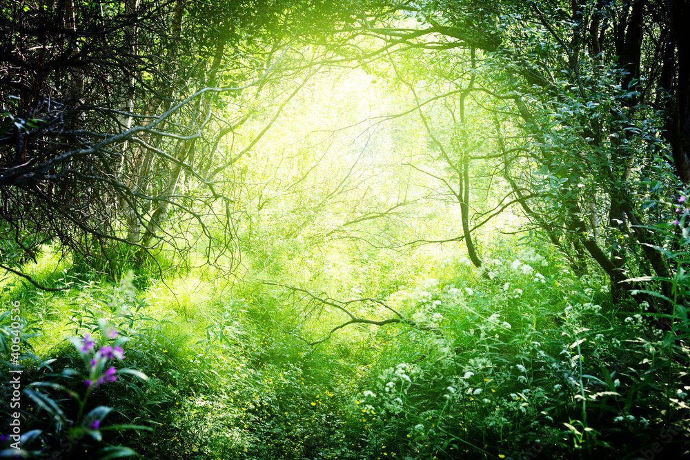 Fototapeta słońce w głębokim lesie