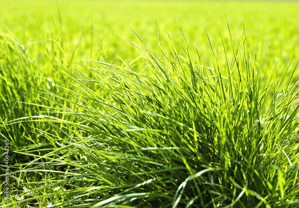 Obraz premium Green grass background