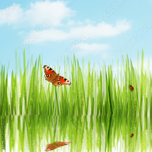 background of spring grass and butterfly under blue sky