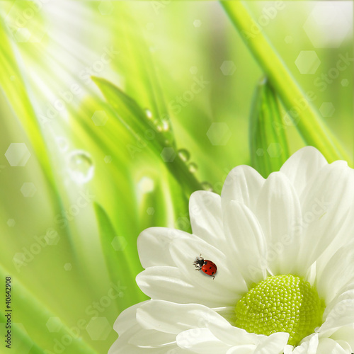 white flower and little ladybug, natural background