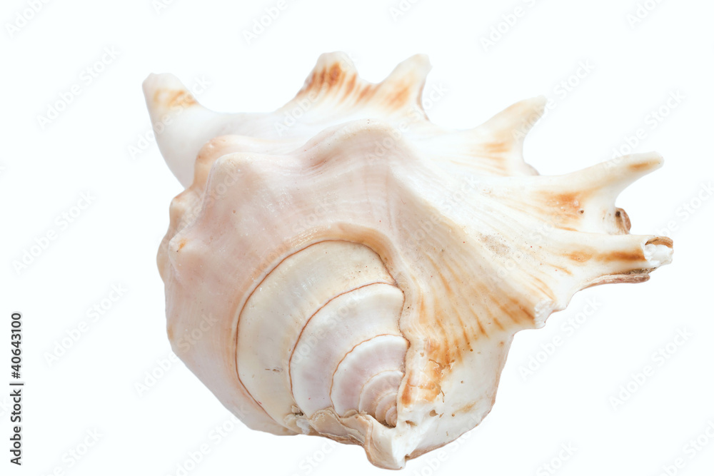 White shell. White shell.